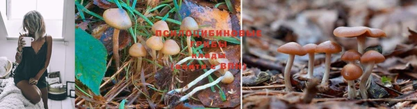 каннабис Гусь-Хрустальный